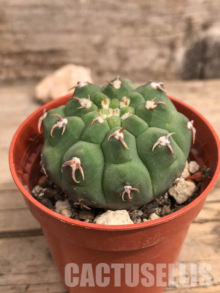 SHPR5514 Gymnocalycium vatteri var. unguispinum - Image 2