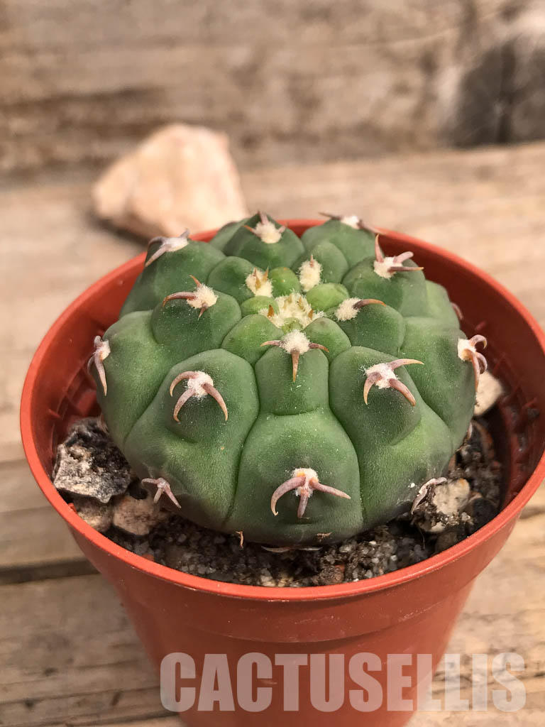 SHPR5514 Gymnocalycium vatteri var. unguispinum - Image 3