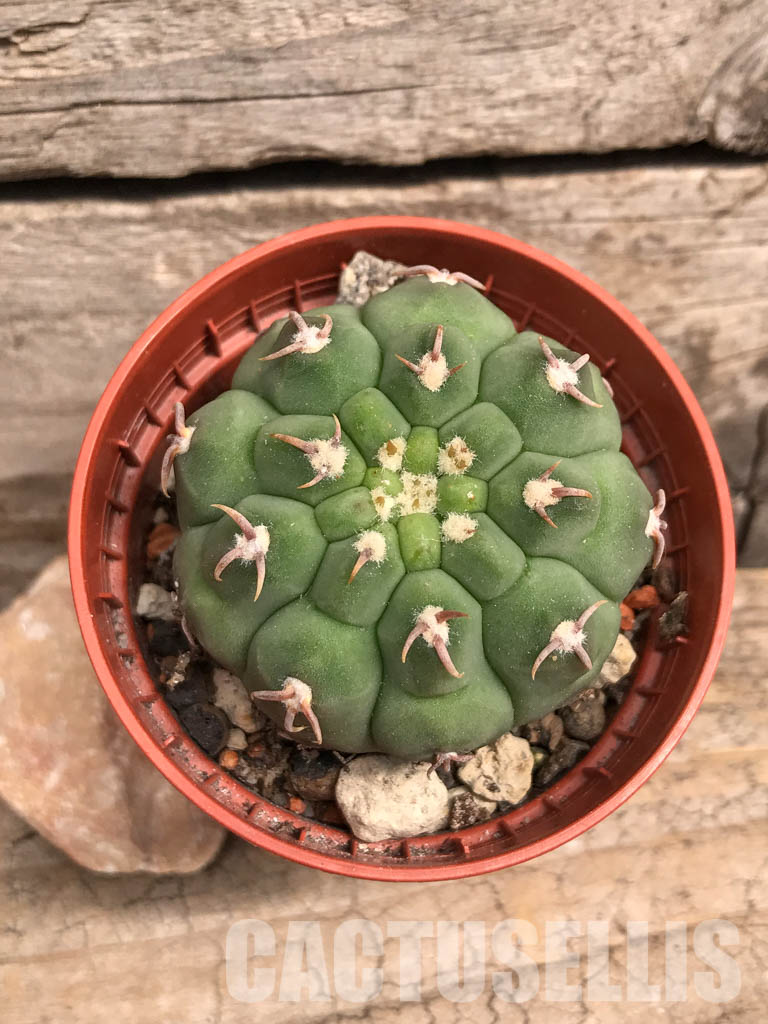 SHPR5514 Gymnocalycium vatteri var. unguispinum
