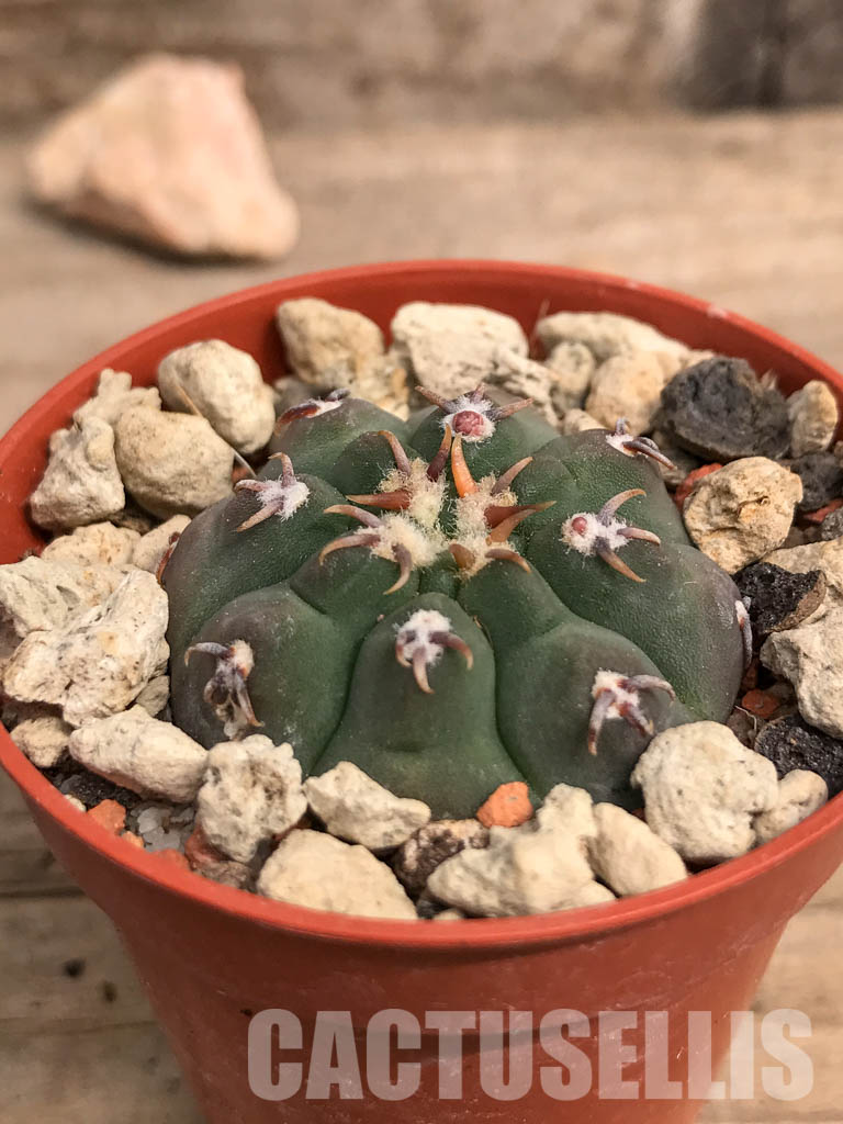 SHPR5517 Gymnocalycium vatteri var. unguispinum - Image 2