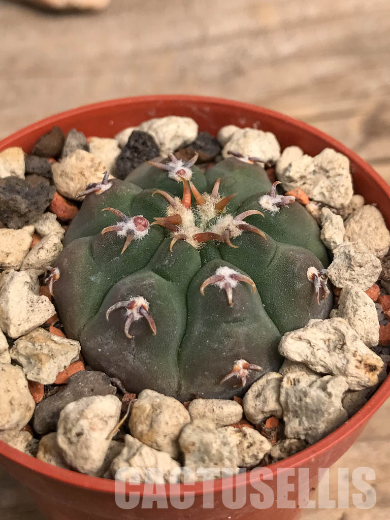 SHPR5517 Gymnocalycium vatteri var. unguispinum - Image 3