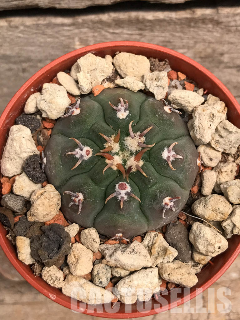 SHPR5517 Gymnocalycium vatteri var. unguispinum