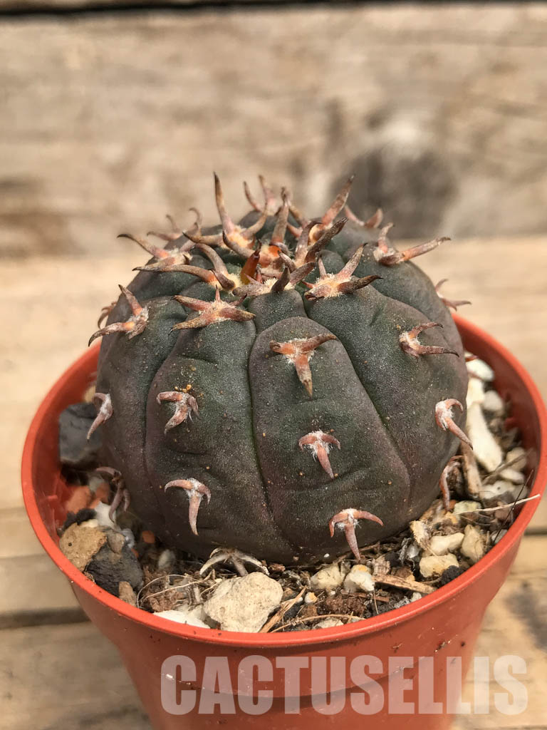 SHPR5522 Gymnocalycium spegazzinii var. unguispinum, South of Puerta Tastil, Salta, Argentina - Image 2
