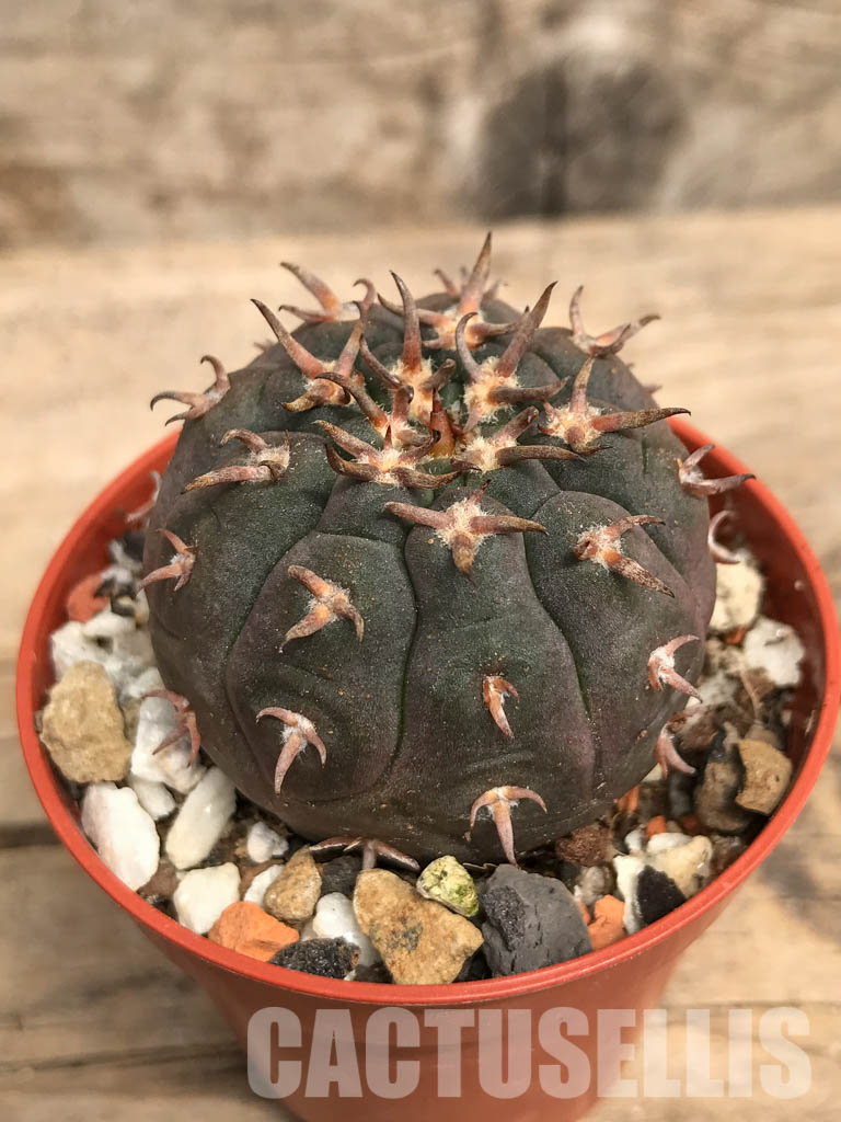 SHPR5522 Gymnocalycium spegazzinii var. unguispinum, South of Puerta Tastil, Salta, Argentina - Image 3