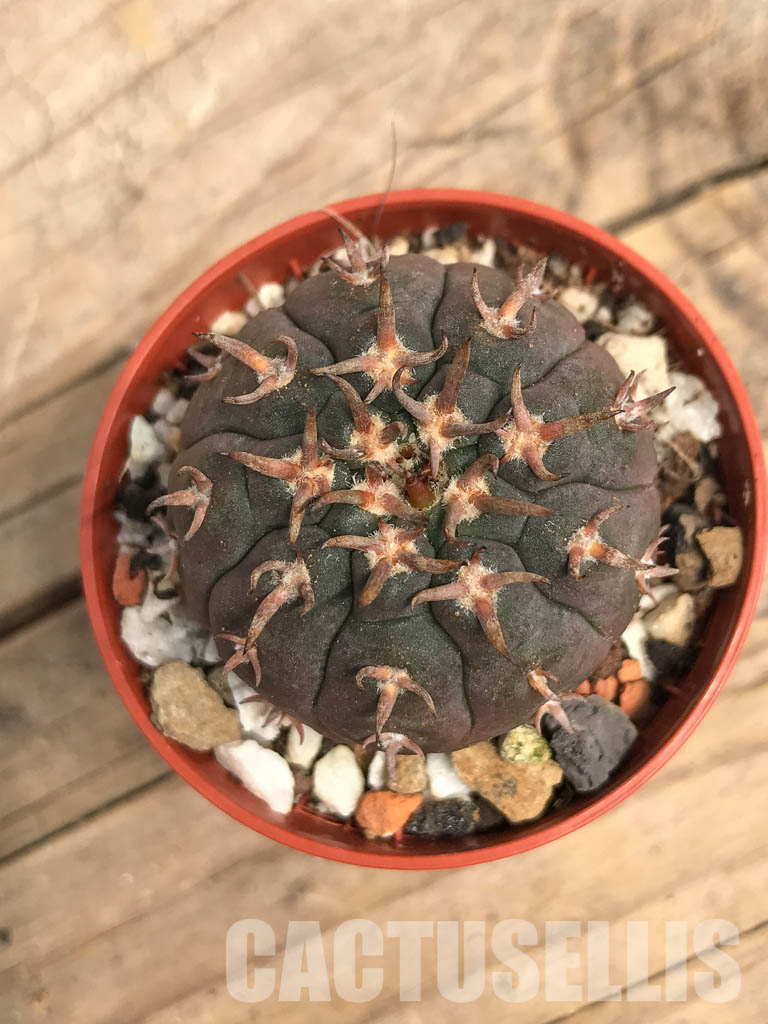 SHPR5522 Gymnocalycium spegazzinii var. unguispinum, South of Puerta Tastil, Salta, Argentina