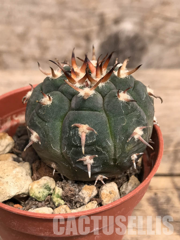 SHPR5523 Gymnocalycium spegazzinii var. unguispinum, South of Puerta Tastil, Salta, Argentina - Image 2