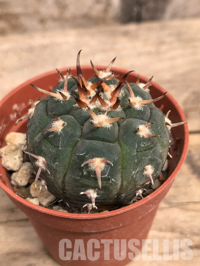 SHPR5523 Gymnocalycium spegazzinii var. unguispinum, South of Puerta Tastil, Salta, Argentina - Image 3
