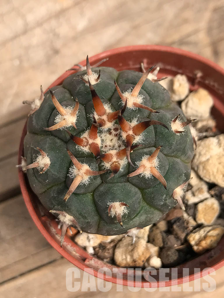 SHPR5523 Gymnocalycium spegazzinii var. unguispinum, South of Puerta Tastil, Salta, Argentina