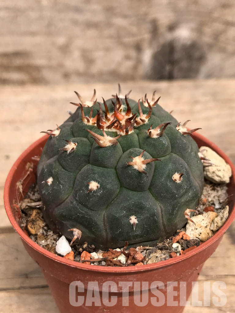 SHPR5524 Gymnocalycium spegazzinii var. unguispinum, South of Puerta Tastil, Salta, Argentina - Image 2
