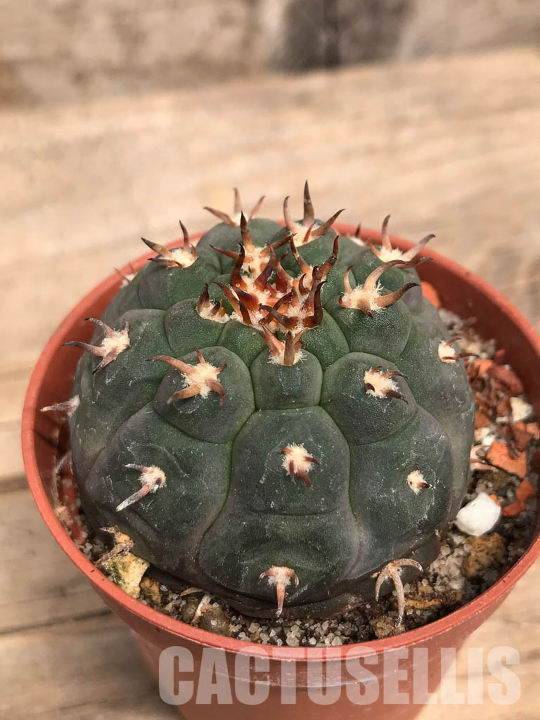 SHPR5524 Gymnocalycium spegazzinii var. unguispinum, South of Puerta Tastil, Salta, Argentina - Image 3