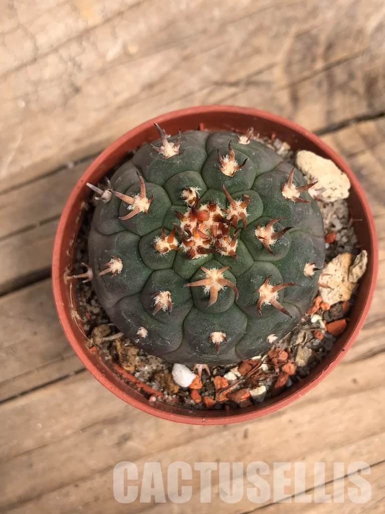 SHPR5524 Gymnocalycium spegazzinii var. unguispinum, South of Puerta Tastil, Salta, Argentina