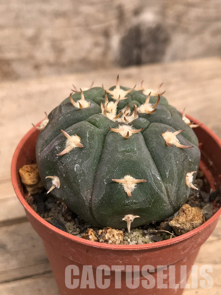 SHPR5525 Gymnocalycium spegazzinii var. unguispinum, South of Puerta Tastil, Salta, Argentina - Image 2