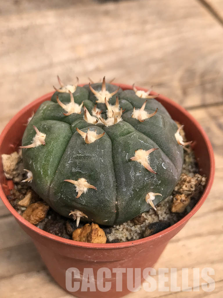SHPR5525 Gymnocalycium spegazzinii var. unguispinum, South of Puerta Tastil, Salta, Argentina - Image 3