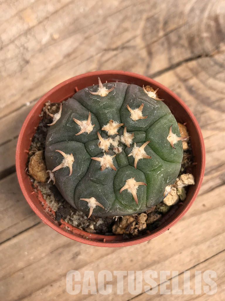 SHPR5525 Gymnocalycium spegazzinii var. unguispinum, South of Puerta Tastil, Salta, Argentina