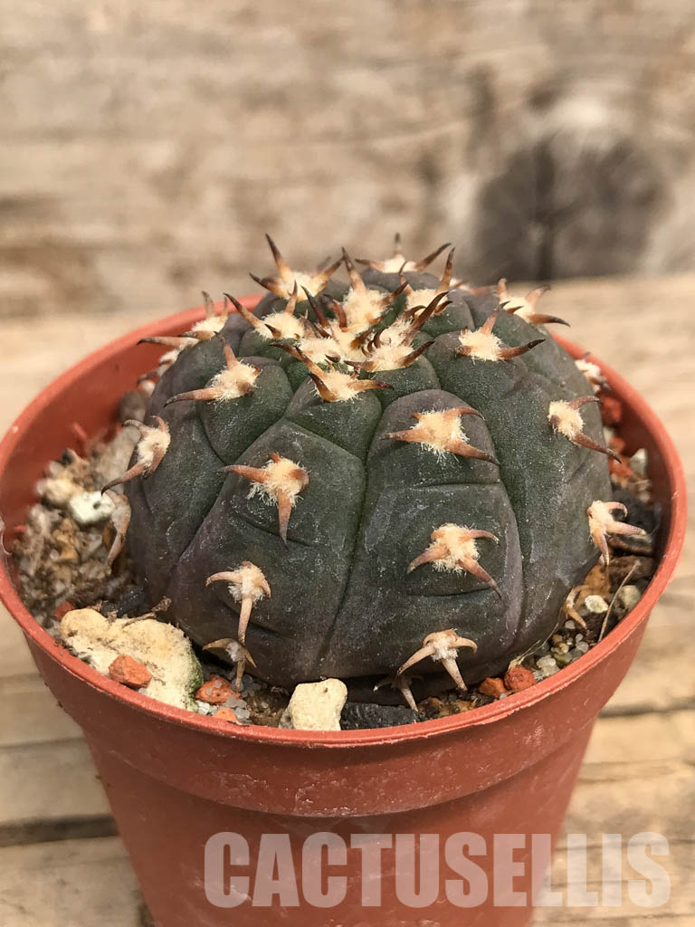 SHPR5528 Gymnocalycium spegazzinii var. unguispinum, South of Puerta Tastil, Salta, Argentina - Imagen 2