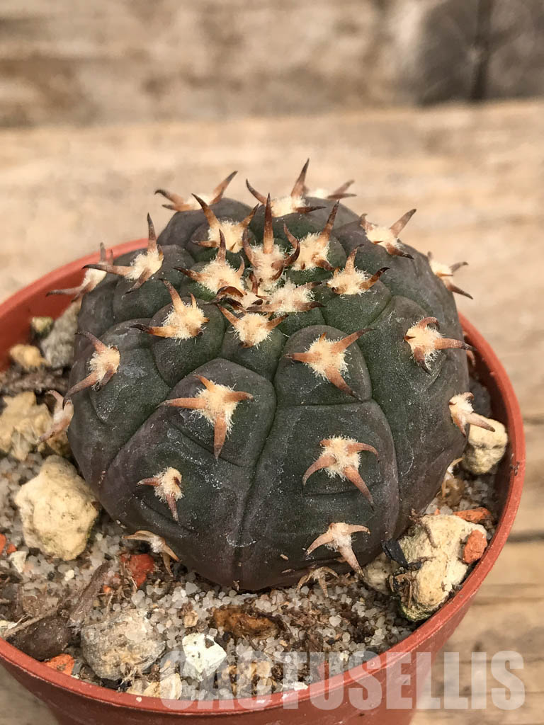 SHPR5528 Gymnocalycium spegazzinii var. unguispinum, South of Puerta Tastil, Salta, Argentina - Imagen 3