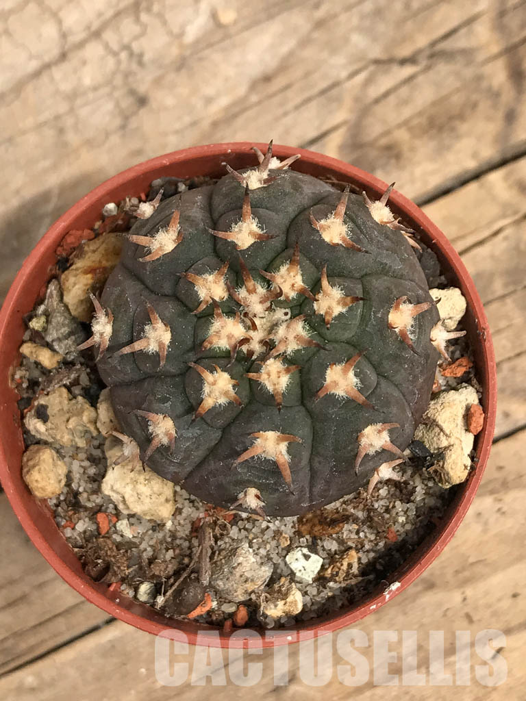 SHPR5528 Gymnocalycium spegazzinii var. unguispinum, South of Puerta Tastil, Salta, Argentina