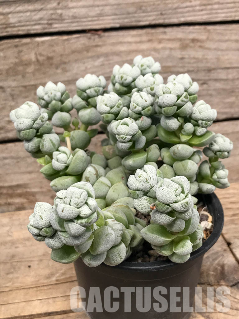 SH5535 Crassula deceptor - Image 2