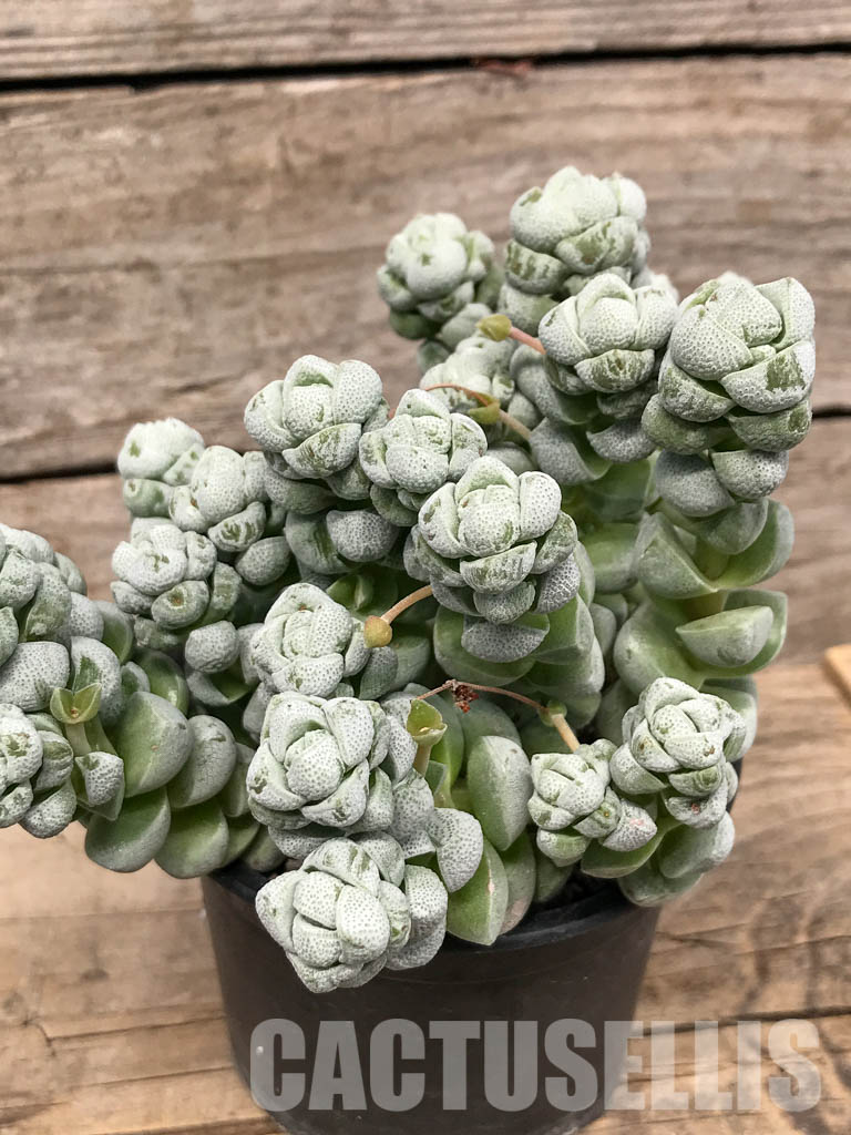 SH5535 Crassula deceptor - Image 3