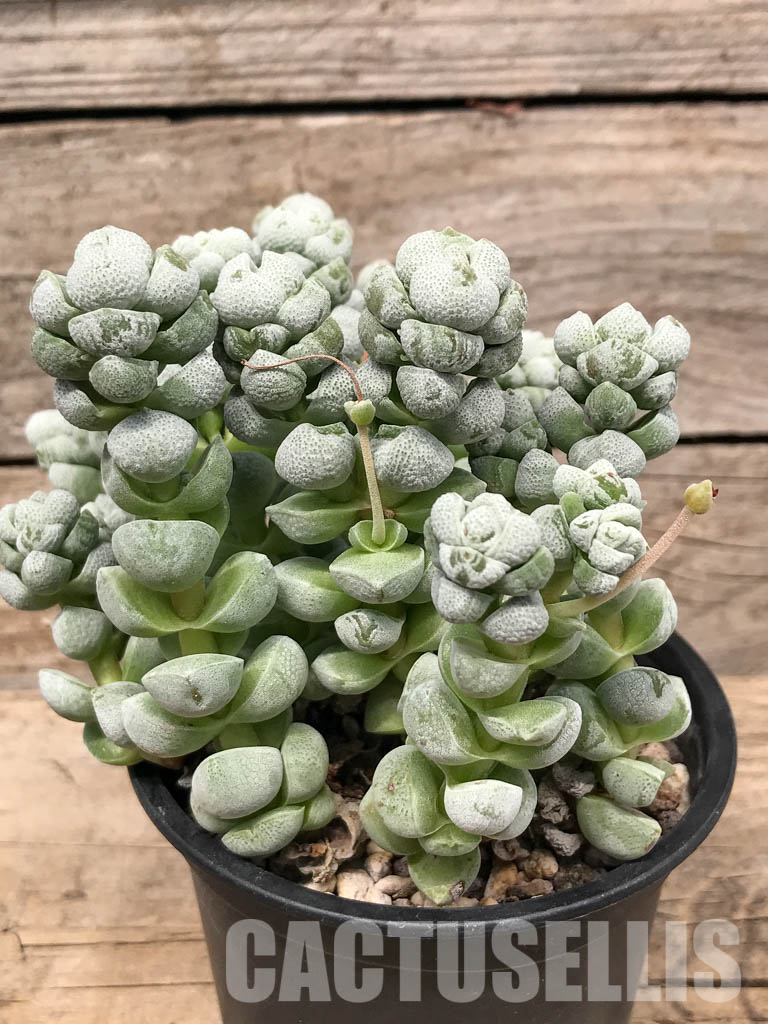 SH5535 Crassula deceptor - Image 4