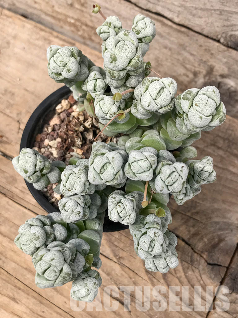 SH5535 Crassula deceptor - Image 5