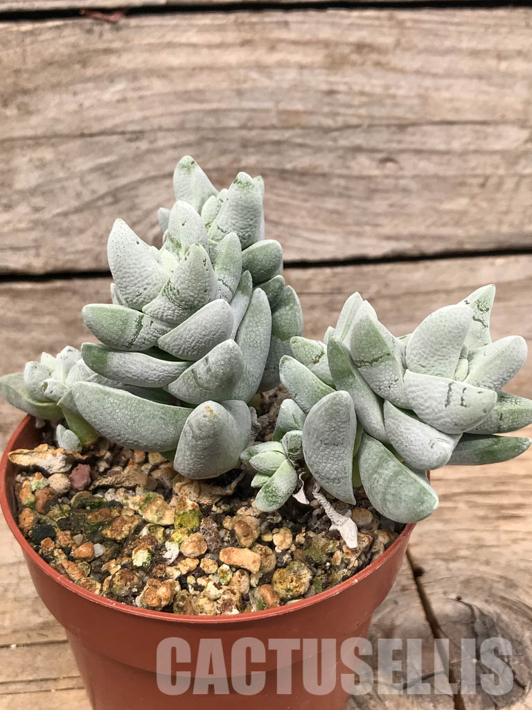 SH5536 Crassula cornuta - Image 2