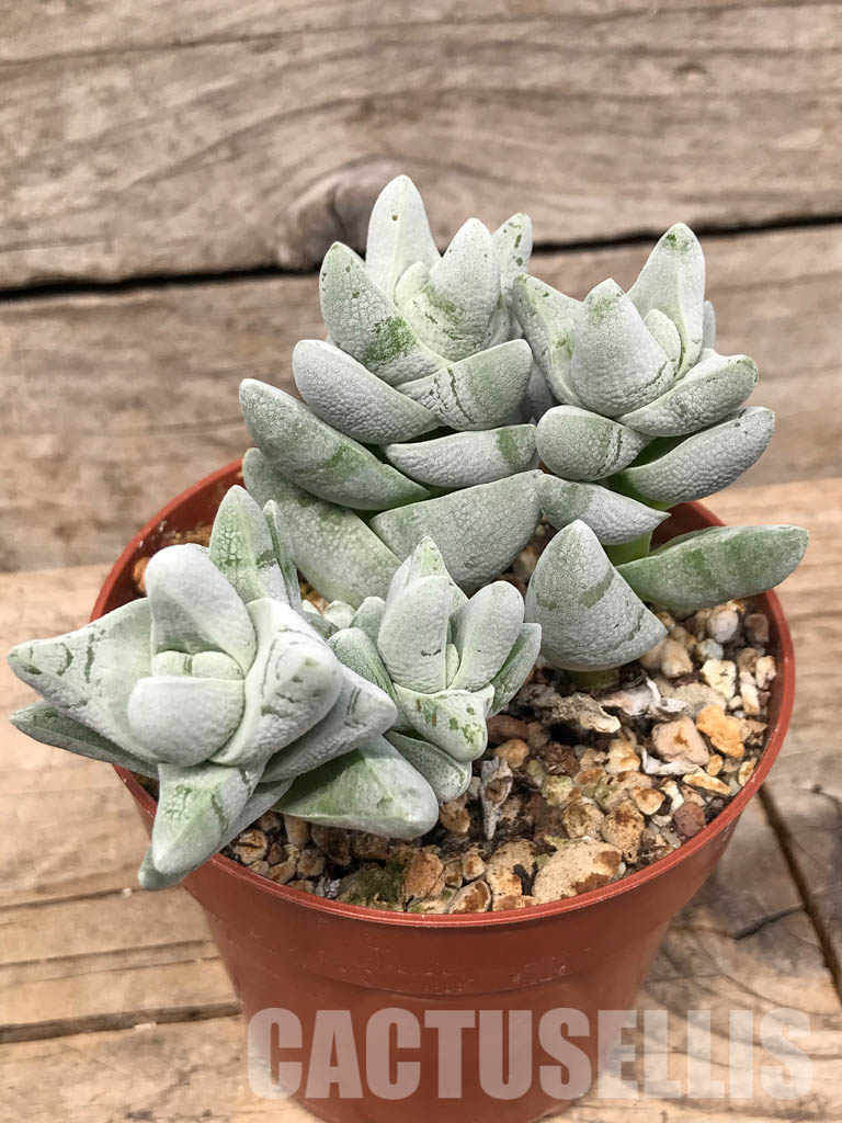 SH5536 Crassula cornuta - Image 3