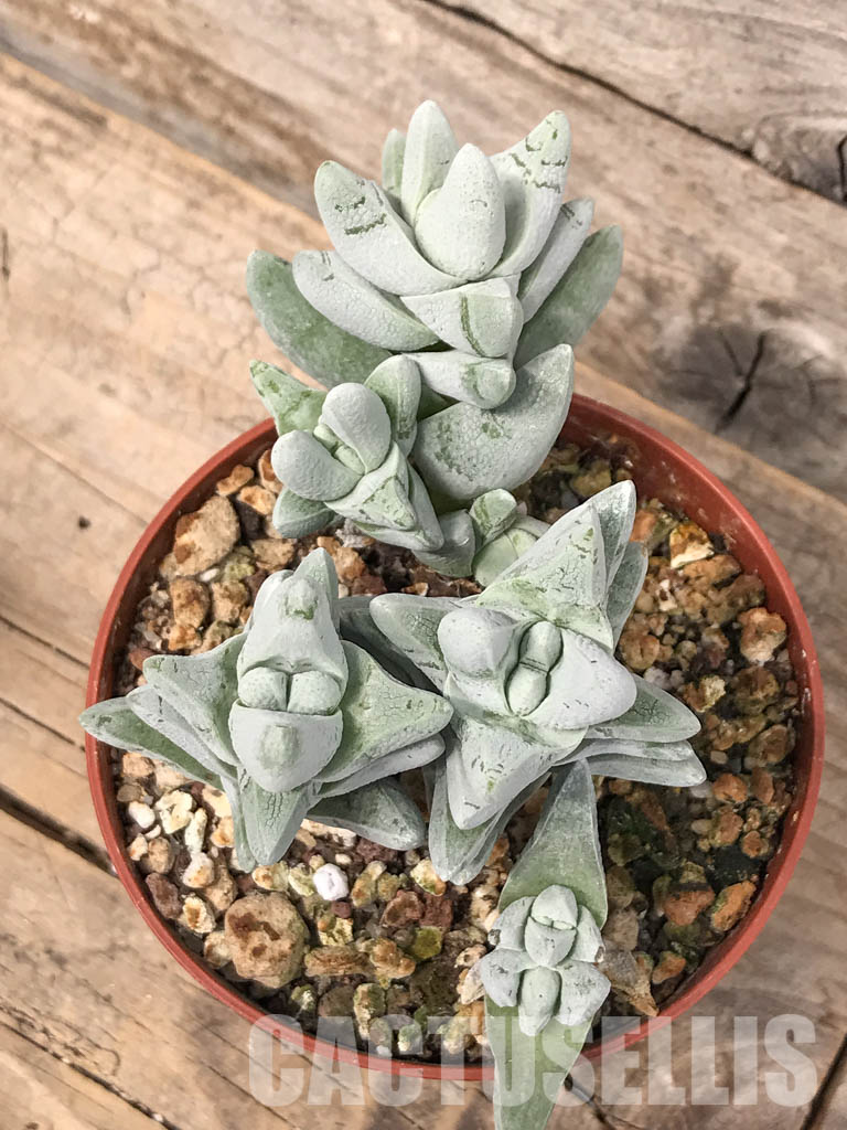 SH5536 Crassula cornuta