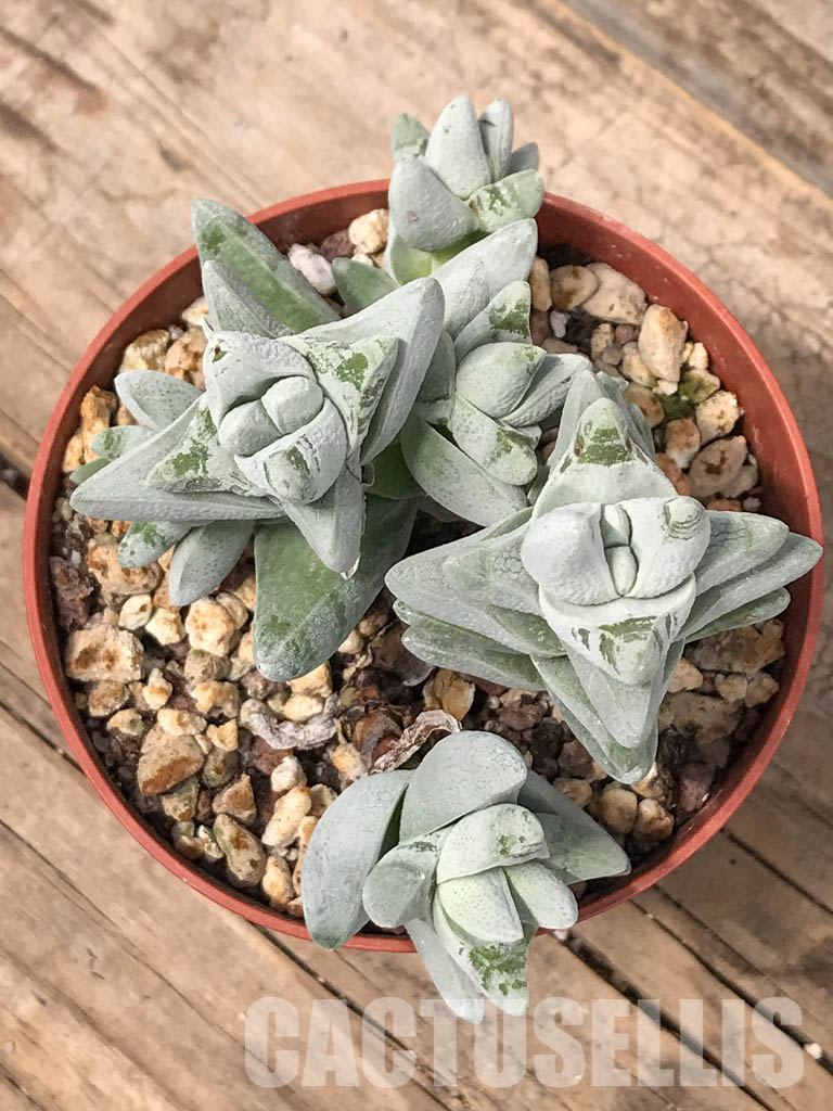 SH5536 Crassula cornuta - Image 5