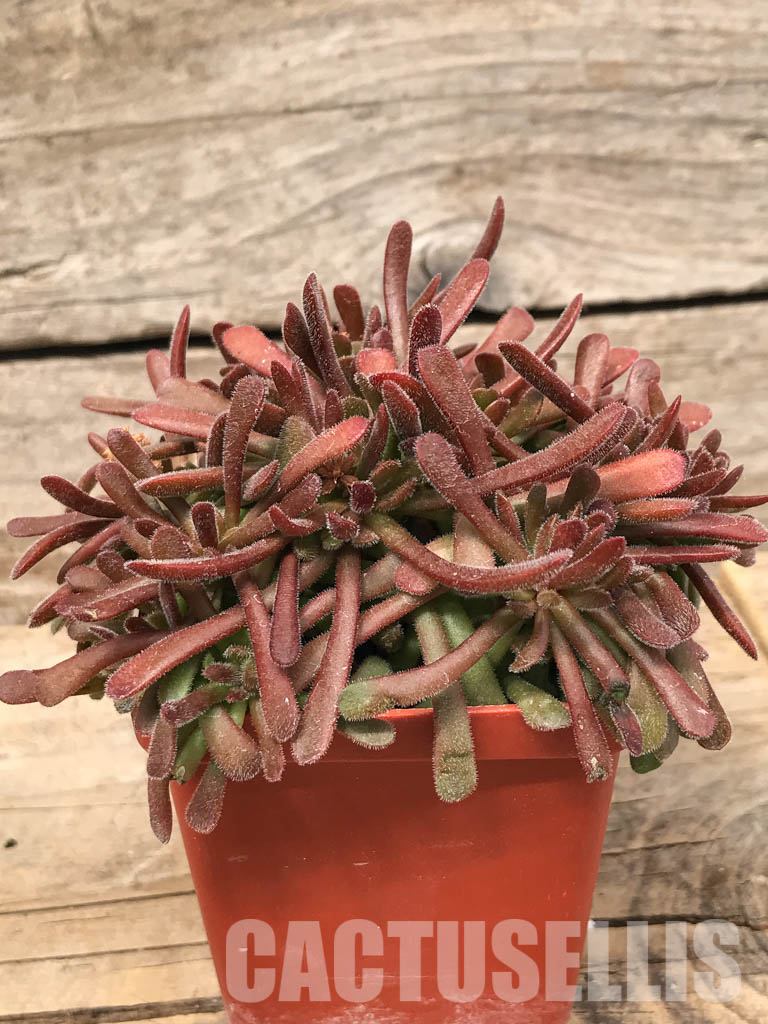 SH5538 Crassula plegmatoides - Image 2
