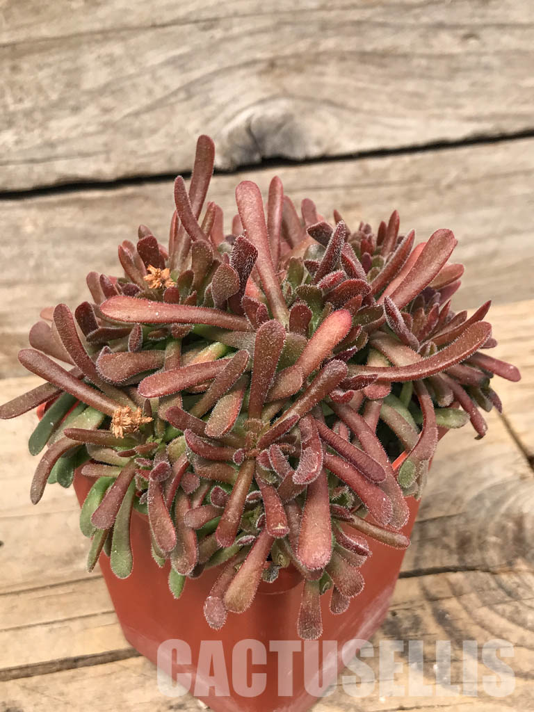 SH5538 Crassula plegmatoides - Image 3