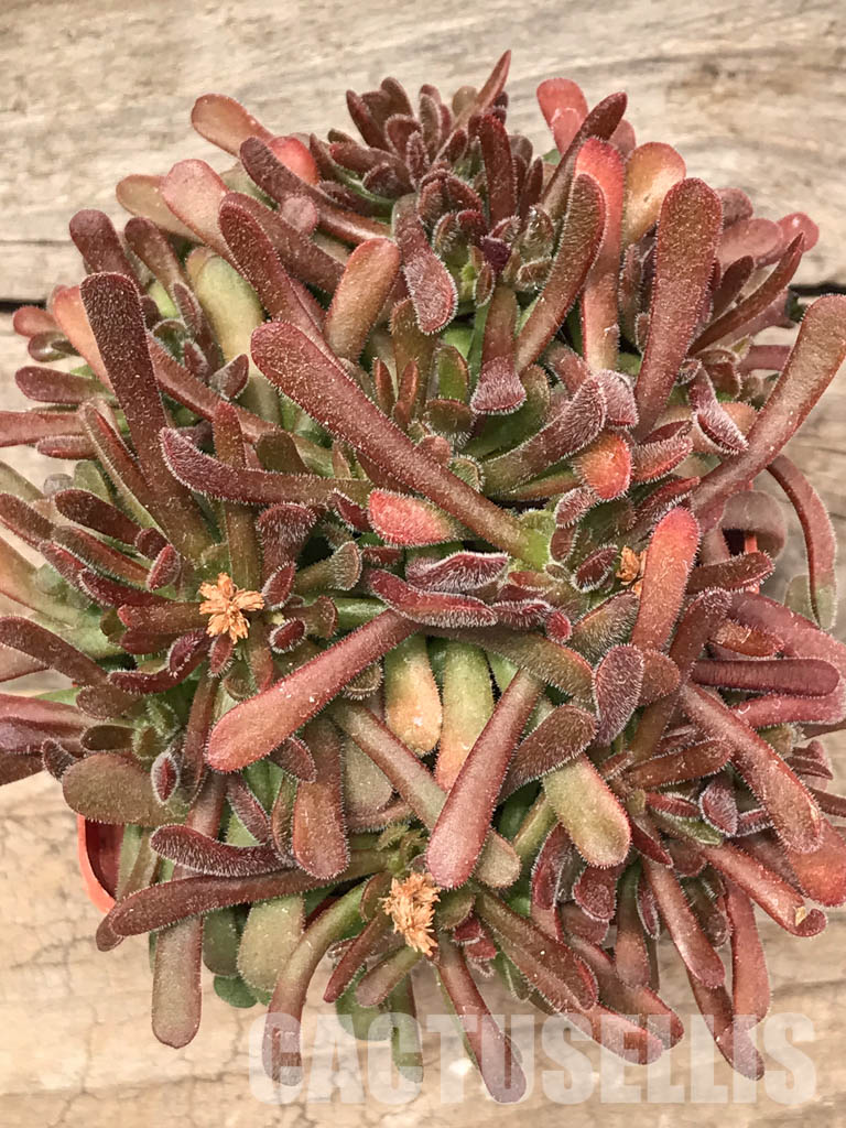 SH5538 Crassula plegmatoides - Image 4