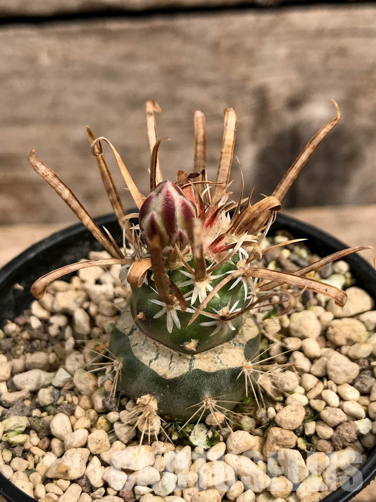 SHPR5548 Toumeya papyracantha FH 083, clone 01, Belen, 1400 m, New Mexico (Only for EU) - immagine 2