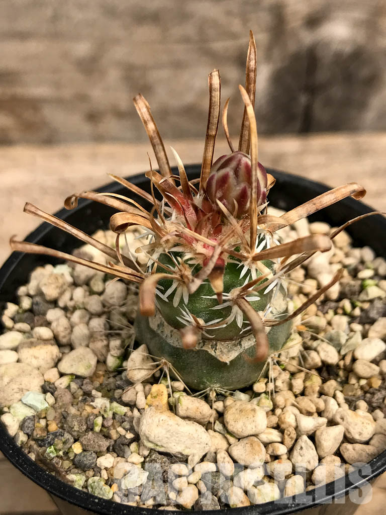 SHPR5548 Toumeya papyracantha FH 083, clone 01, Belen, 1400 m, New Mexico (Only for EU) - immagine 3