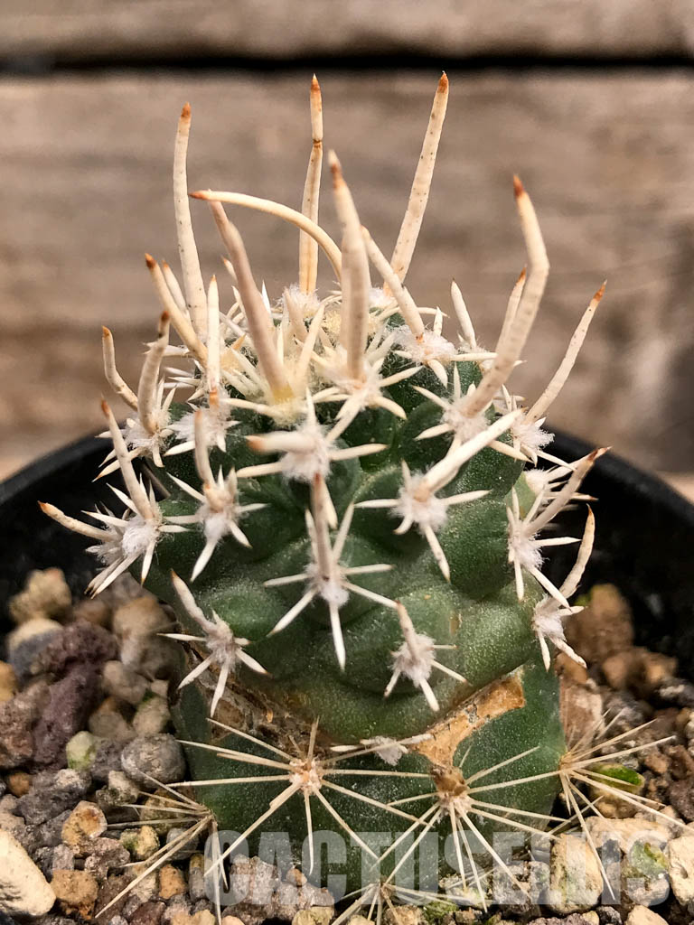 SHPR5551 Navajoa peeblesiana var. fickeisenii, Grand Canyon Area, Arizona (Only for EU) - immagine 2