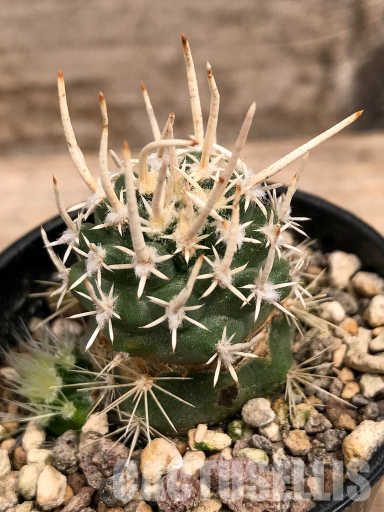 SHPR5551 Navajoa peeblesiana var. fickeisenii, Grand Canyon Area, Arizona (Only for EU) - immagine 3