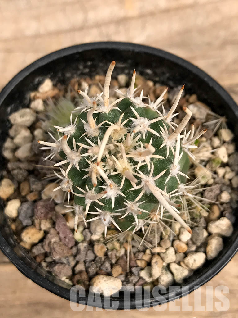 SHPR5551 Navajoa peeblesiana var. fickeisenii, Grand Canyon Area, Arizona (Only for EU) - immagine 4