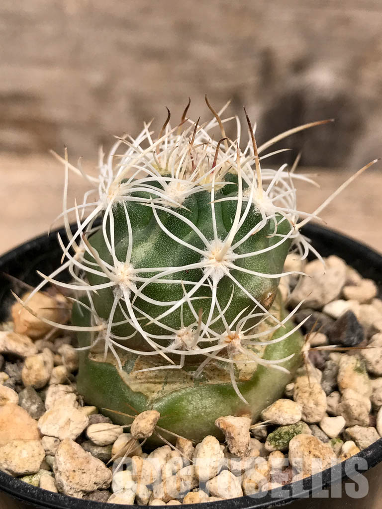 SHPR5563 Sclerocactus wrightiae SB 1585, clone 01, Capitol Reef, West of Wayne County, Utah - Imagen 2