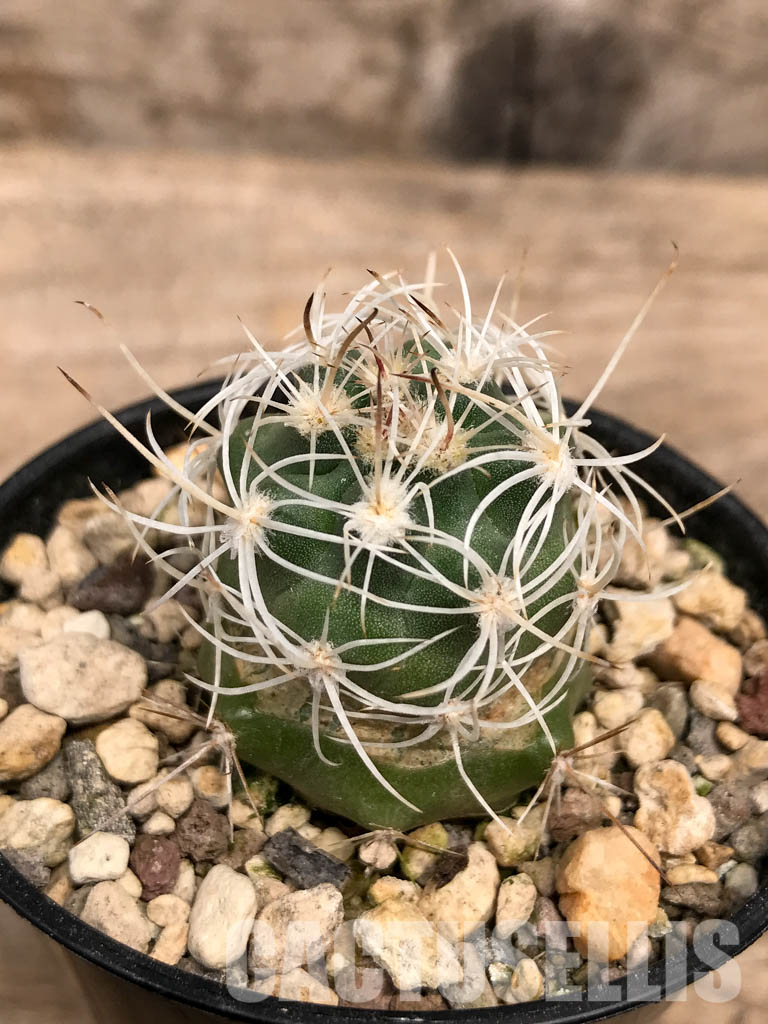 SHPR5563 Sclerocactus wrightiae SB 1585, clone 01, Capitol Reef, West of Wayne County, Utah - Imagen 3