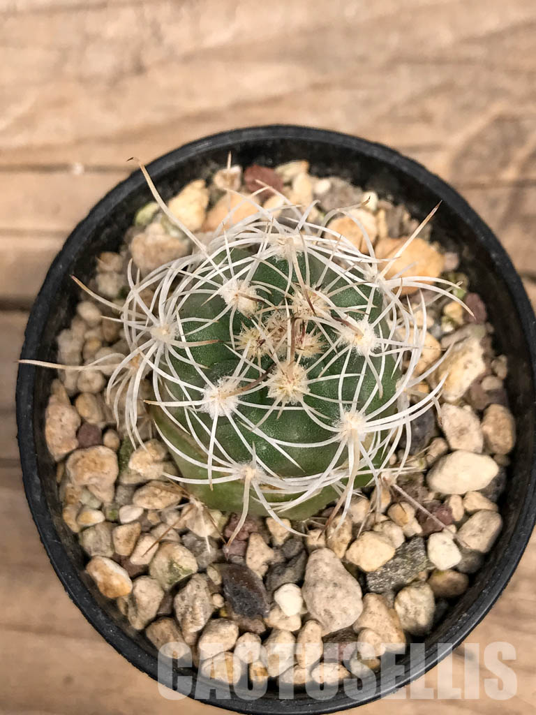 SHPR5563 Sclerocactus wrightiae SB 1585, clone 01, Capitol Reef, West of Wayne County, Utah - Imagen 4
