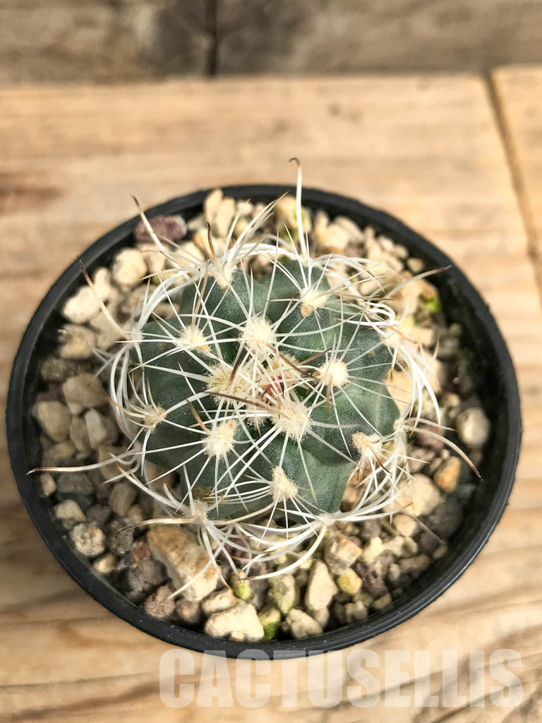 SHPR5563 Sclerocactus wrightiae SB 1585, clone 01, Capitol Reef, West of Wayne County, Utah - Imagen 5