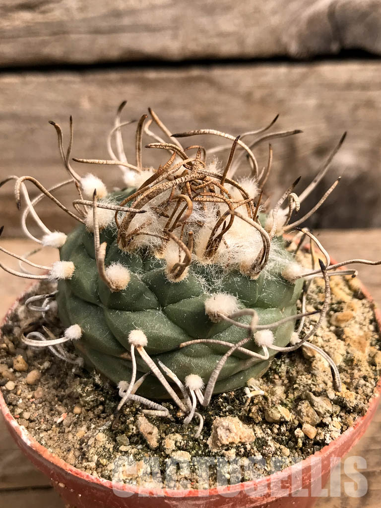 SHPR5583 Turbinicarpus schwarzii v. rubriflorus, San Luis Potosi, Cerros Blancos, Mexico - Image 2