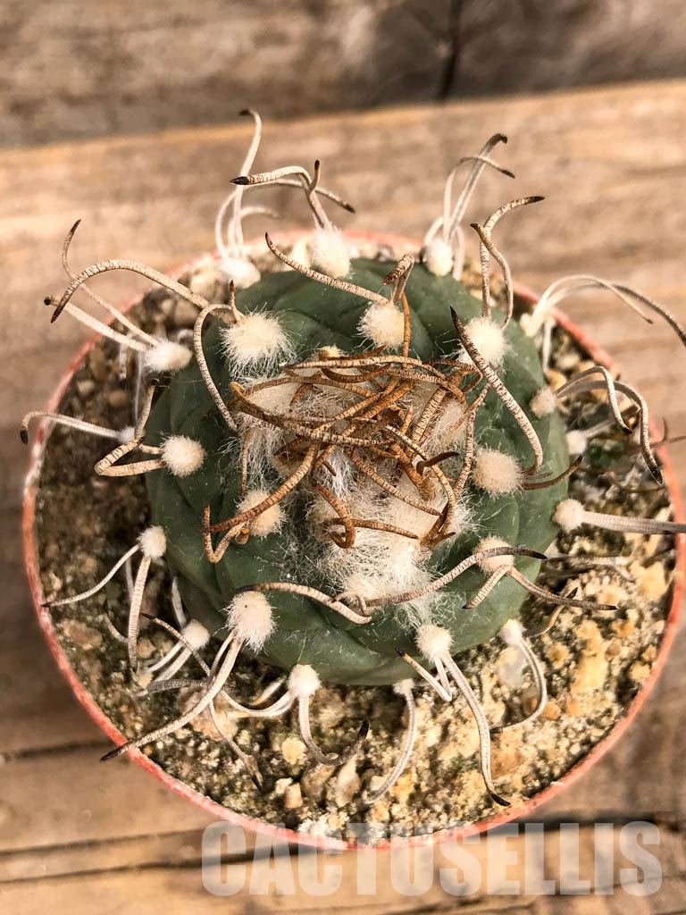SHPR5583 Turbinicarpus schwarzii v. rubriflorus, San Luis Potosi, Cerros Blancos, Mexico