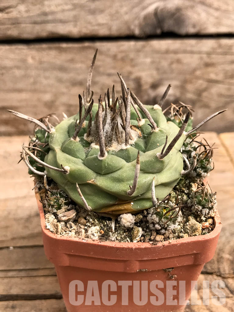SHPR5585 Turbinicarpus schwarzii v. rubriflorus, San Luis Potosi, Cerros Blancos, Mexico - Image 3