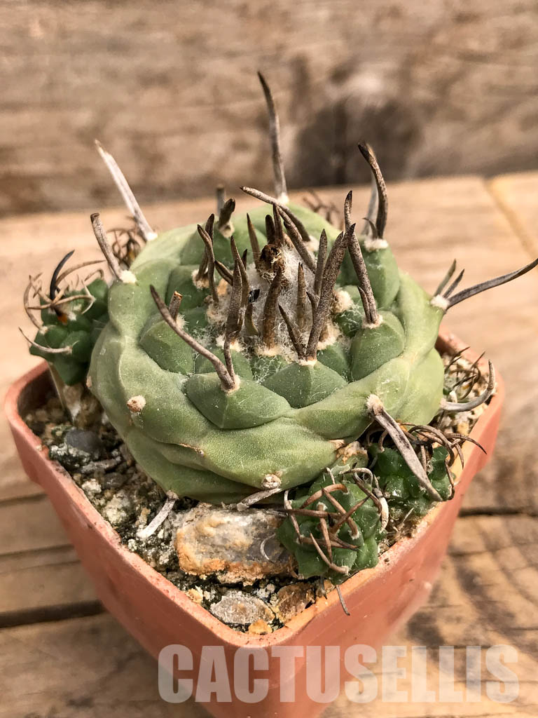 SHPR5585 Turbinicarpus schwarzii v. rubriflorus, San Luis Potosi, Cerros Blancos, Mexico - Image 4