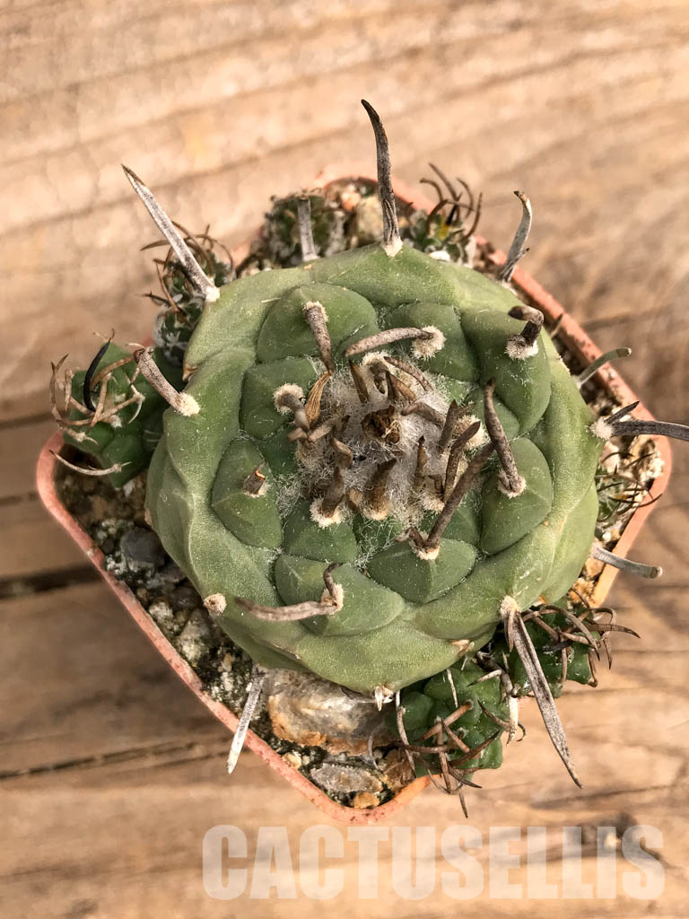 SHPR5585 Turbinicarpus schwarzii v. rubriflorus, San Luis Potosi, Cerros Blancos, Mexico - Image 2