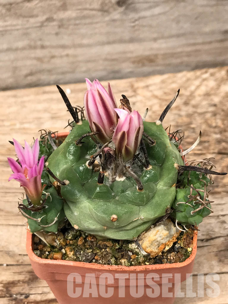 SHPR5585 Turbinicarpus schwarzii v. rubriflorus, San Luis Potosi, Cerros Blancos, Mexico