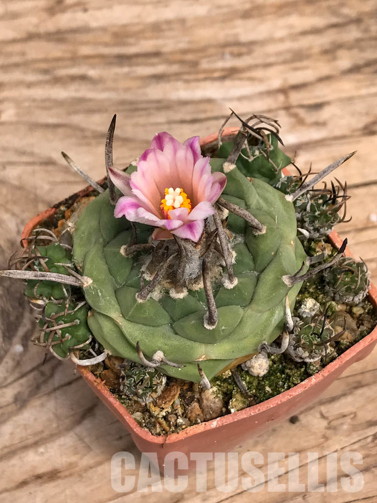 SHPR5585 Turbinicarpus schwarzii v. rubriflorus, San Luis Potosi, Cerros Blancos, Mexico - Image 5