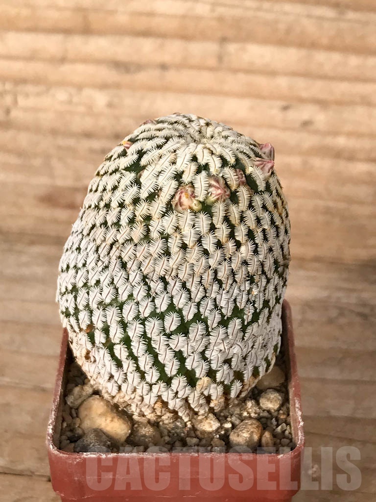 SHPR5587 Mammillaria pectinifera / Solisia pectinata, Tehuacán-Cuicatlán Valley, Puebla, Mexico - Imagen 2