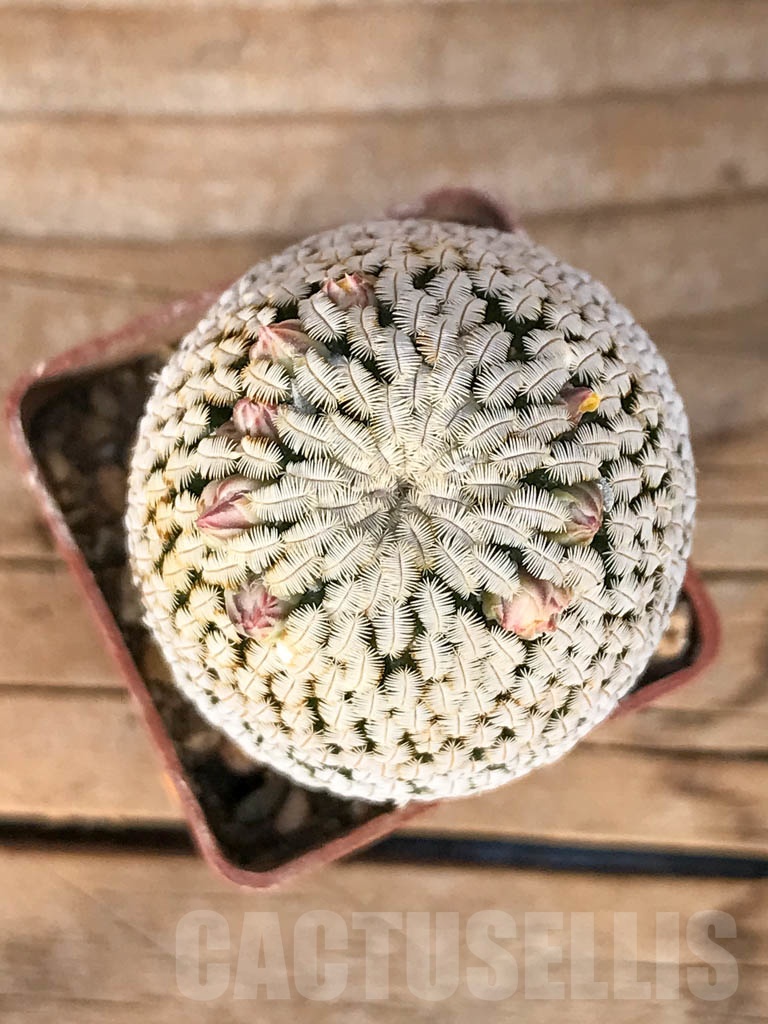 SHPR5587 Mammillaria pectinifera / Solisia pectinata, Tehuacán-Cuicatlán Valley, Puebla, Mexico